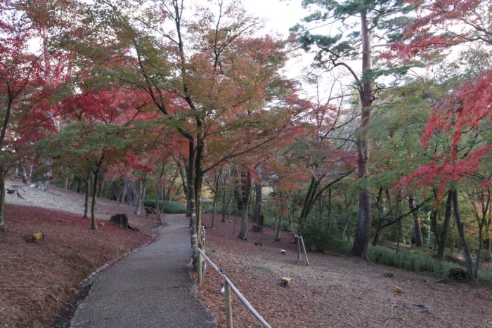 坂の紅葉写真