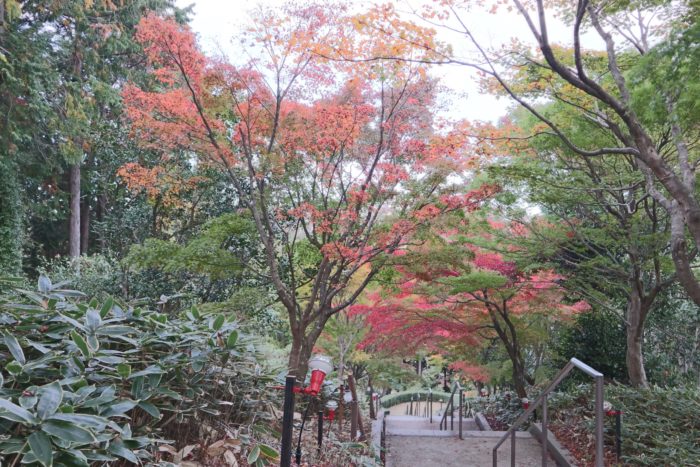 あんまり赤くない紅葉の写真