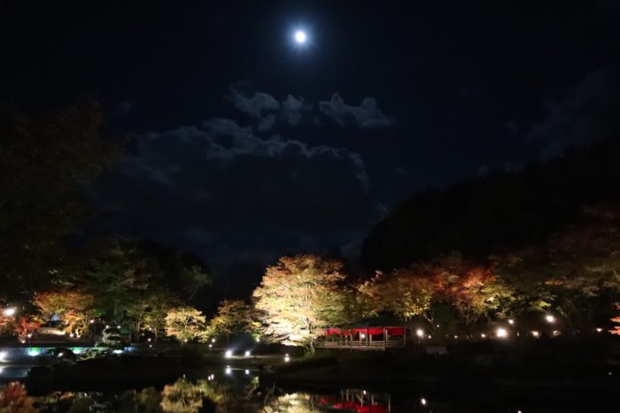 夜空とライトアップされた紅葉の写真