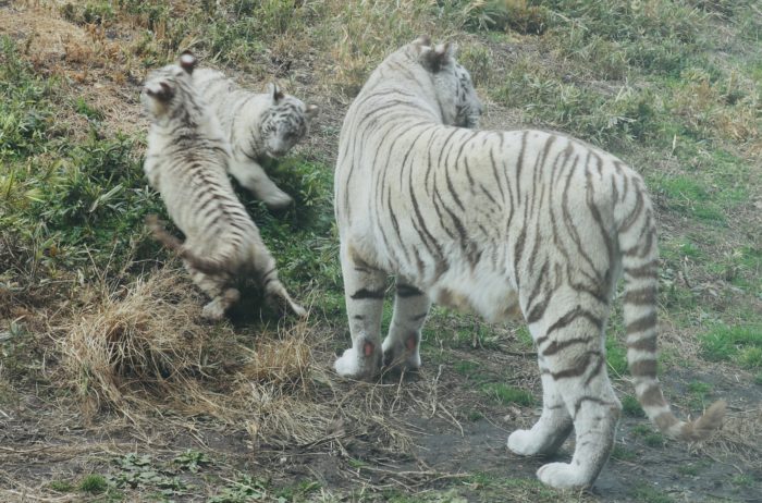 ３匹のホワイトタイガーの写真