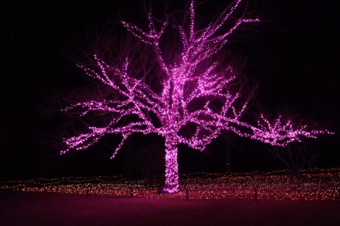 光る木の写真