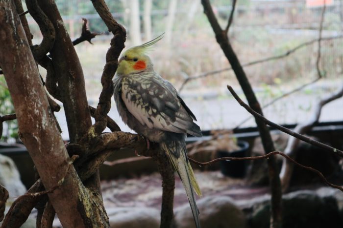 オカメインコの写真