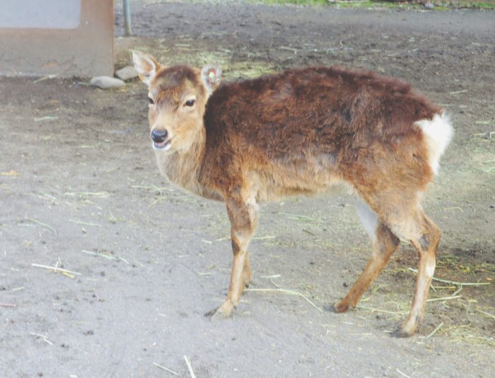 シカの写真