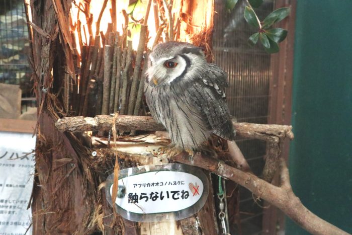 フクロウの写真