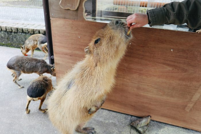 二本足で立つカピパラの写真