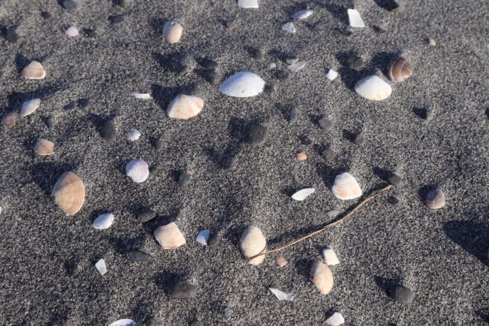 貝殻の混じった砂浜の写真