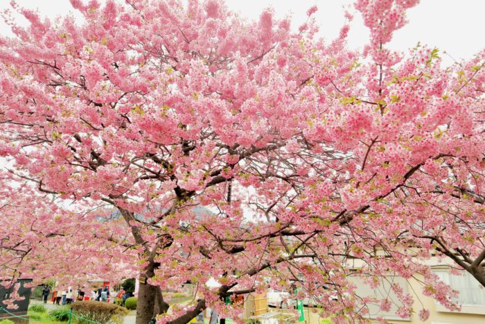 桜の写真