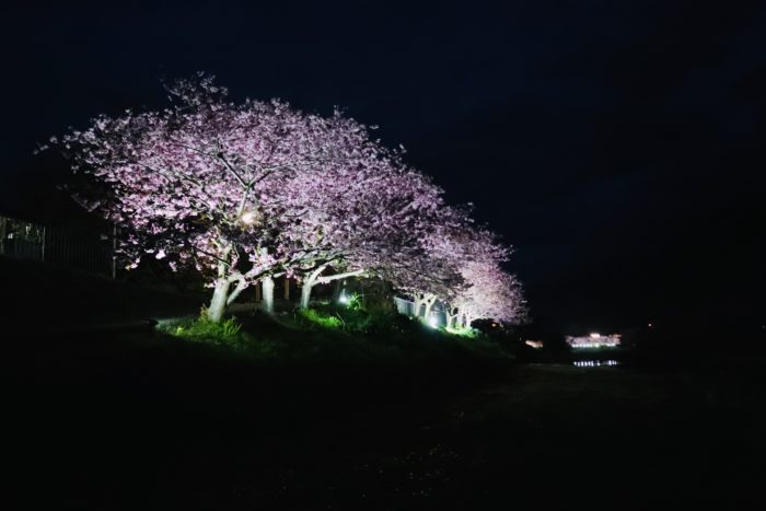 夜桜の写真