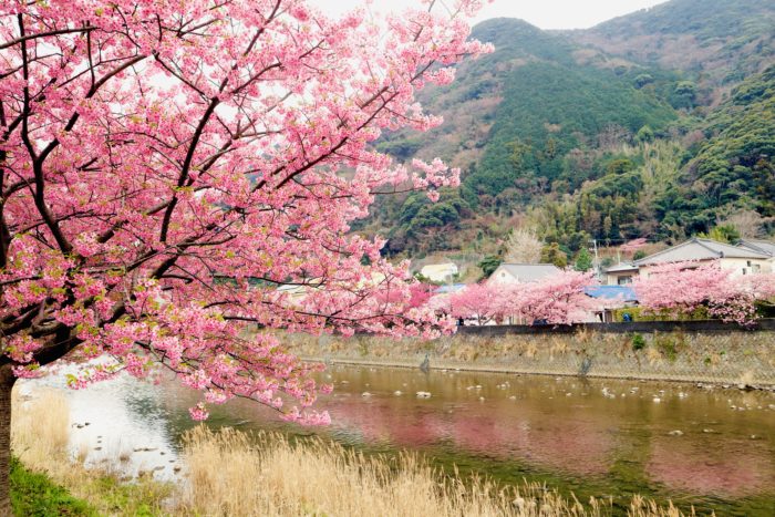 川に映る桜並木の写真