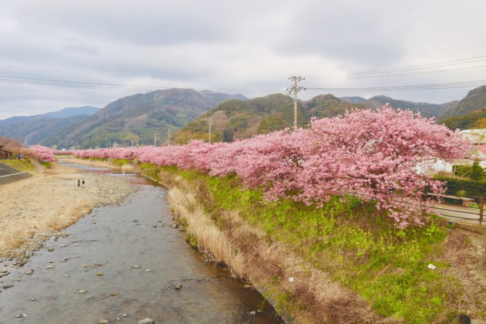 橋から見た河津さくらの写真