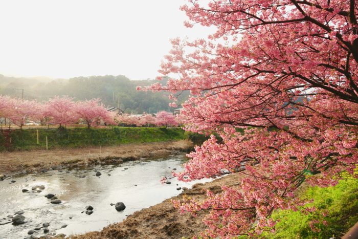 河津桜の写真