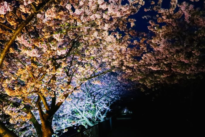 夜桜の写真