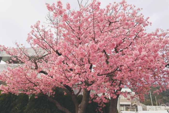 桜の写真