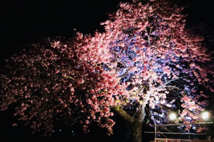 夜桜の写真