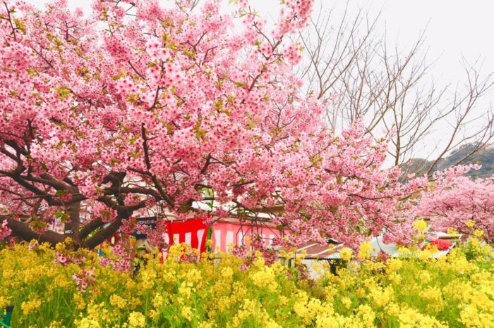 河津桜と菜ばなの写真