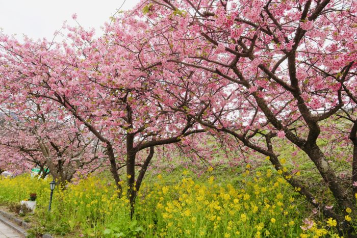 桜と菜ばなの写真