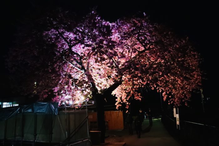 夜桜の写真