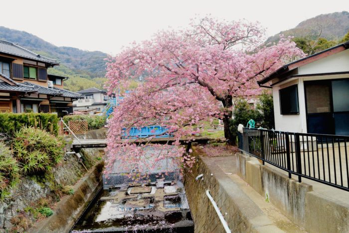 桜の写真