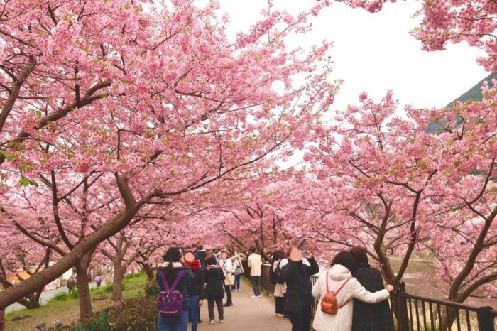 桜並木の写真