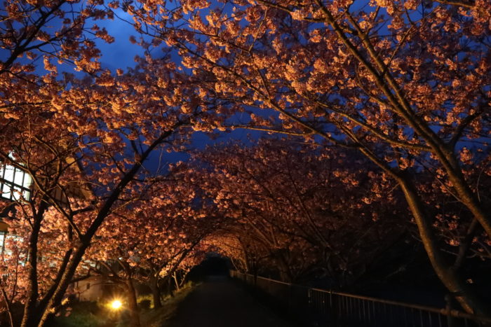 夜桜の写真