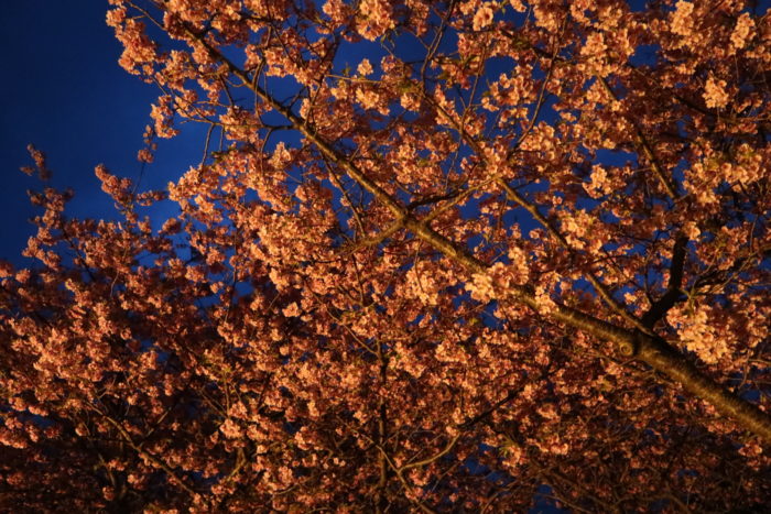 夜桜の写真