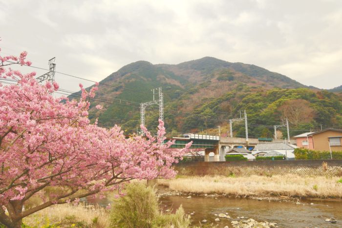 電車と桜の写真