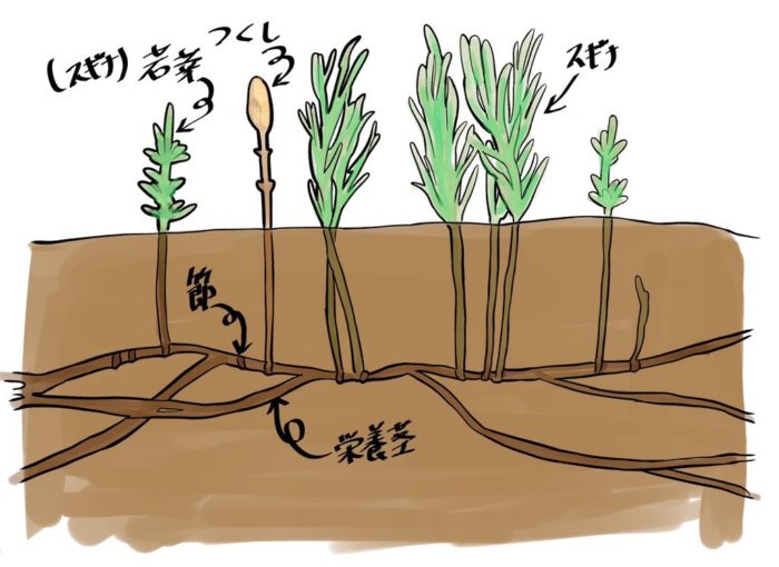 スギナ茶の薬効を始めとした つくしとスギナの関係 スギナの効果 効能 スギナの除草について 田舎暮らしブログ