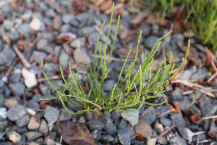 スギナ茶の薬効を始めとした つくしとスギナの関係 スギナの効果 効能 スギナの除草について 田舎暮らしブログ