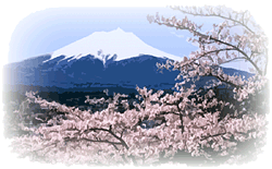 富士山と満開の桜