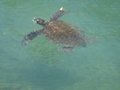 泳ぐウミガメ